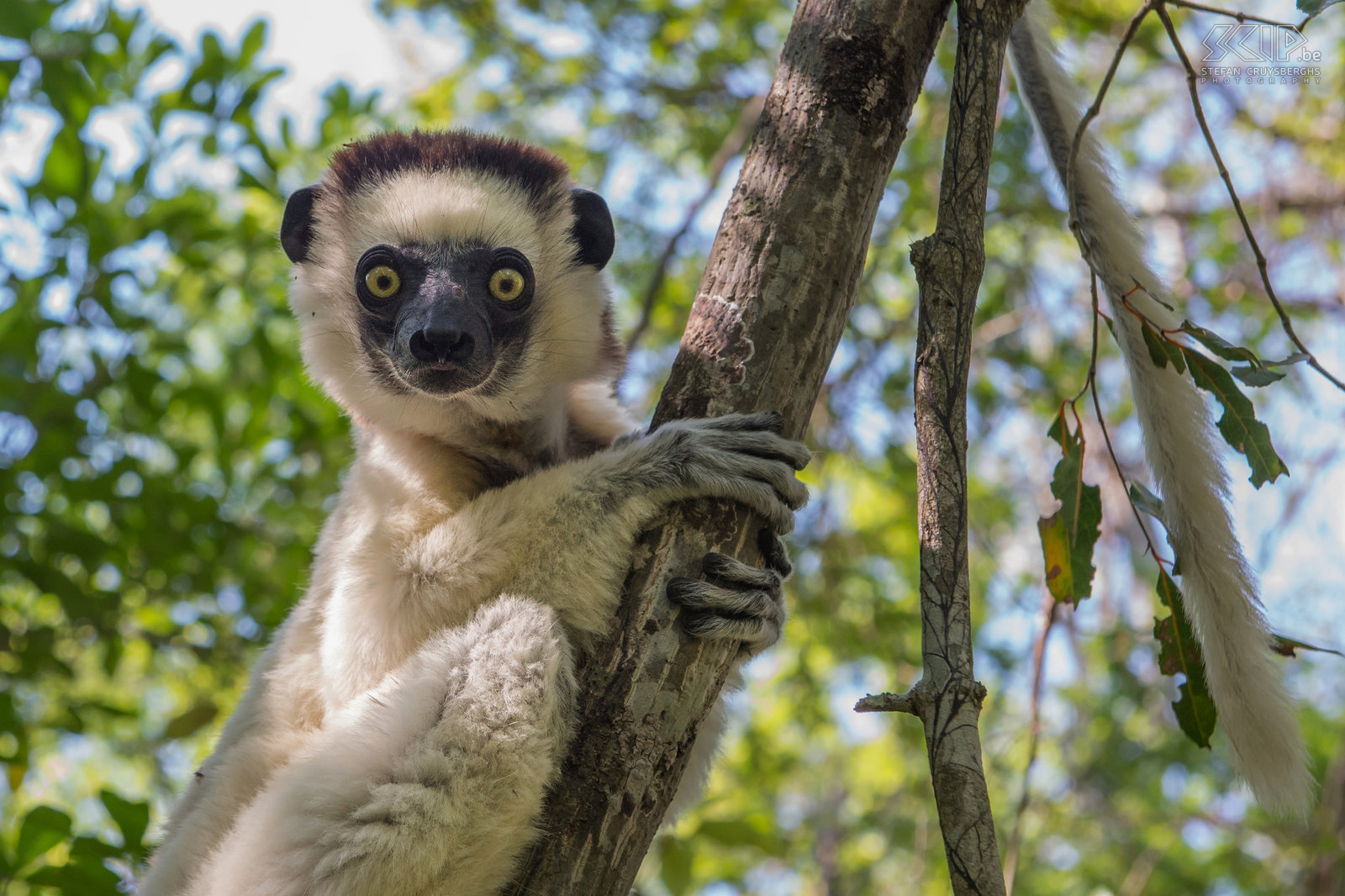 Zombitse - Verreaux's sifaka The Verreaux's sifaka (Propithecus verreauxi) is a medium-sized lemur that is quite common and that can found in rainforests, dry deciduous forests and even spiny forests. Stefan Cruysberghs